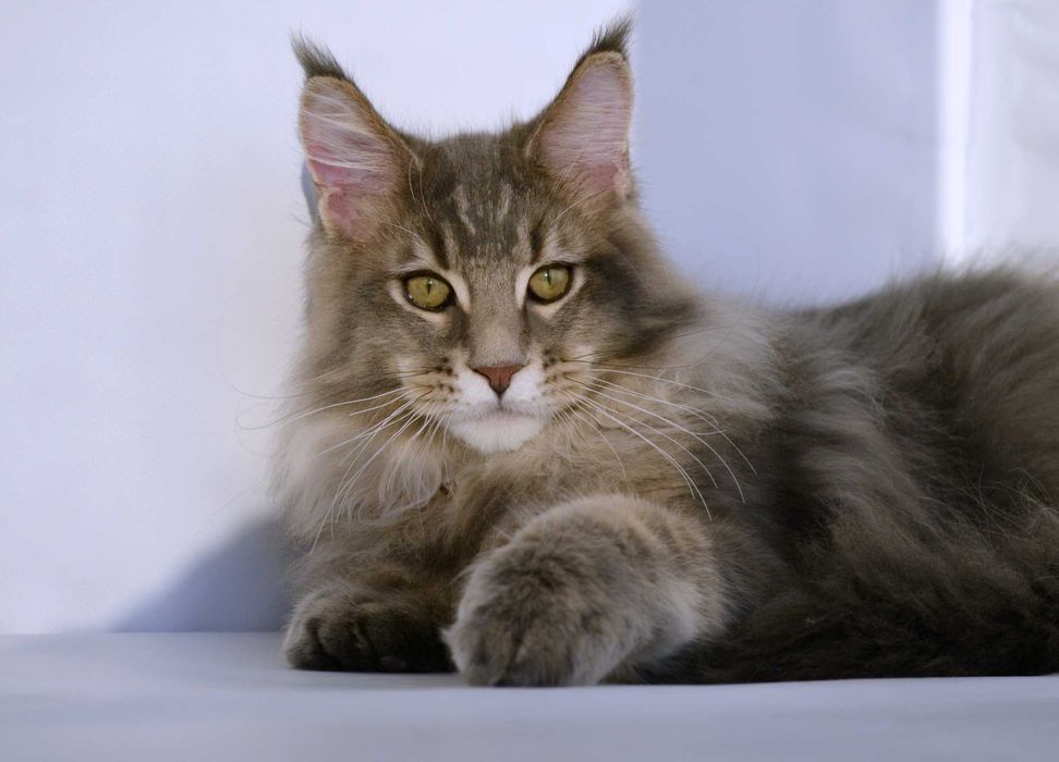 Мейн кун. Мальчик 4 мес.