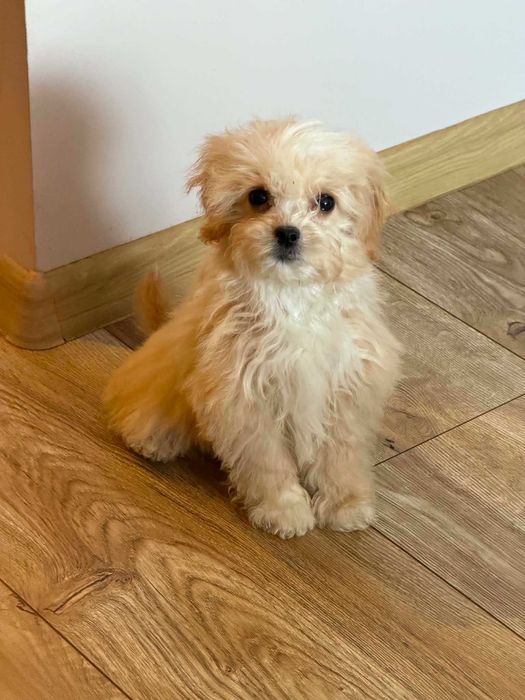 Maltipoo & pudel toy - mini suczka