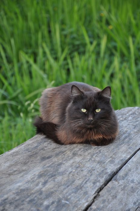 Продам фотоапарат Nikon D90.

Об'єктив Kit AF-S DX 18-105 VR.

У компл