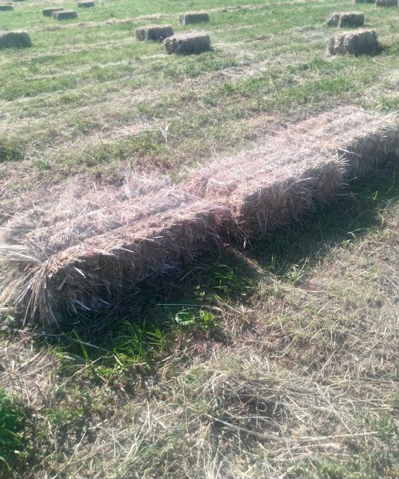 Сіно в тюках по 80 грн/тюк