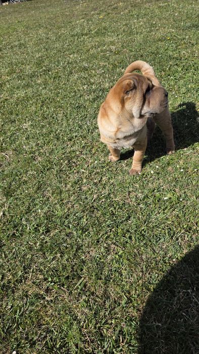 Sharpei macho puro
