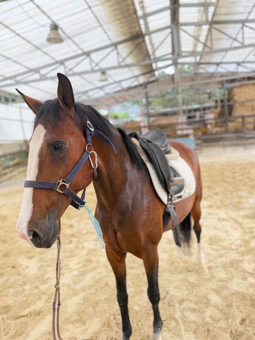 Cavalo PSL 3 anos