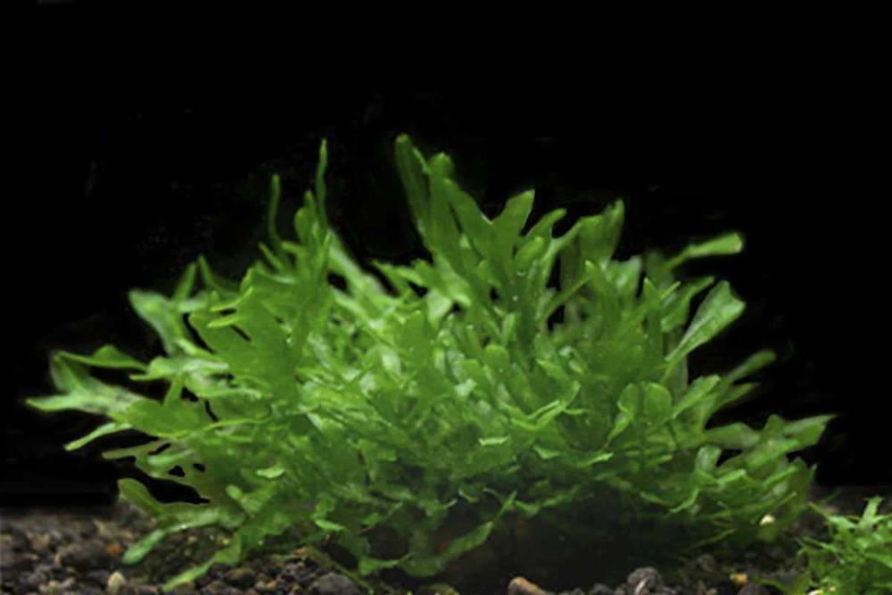 Musgo Pellia Moss- Aquario