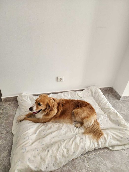 Pet Sitting em Ferragudo | Cães e Gatos