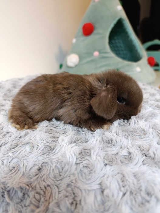 Królik króliczek mini lop hodowla zarejestrowana 910-P