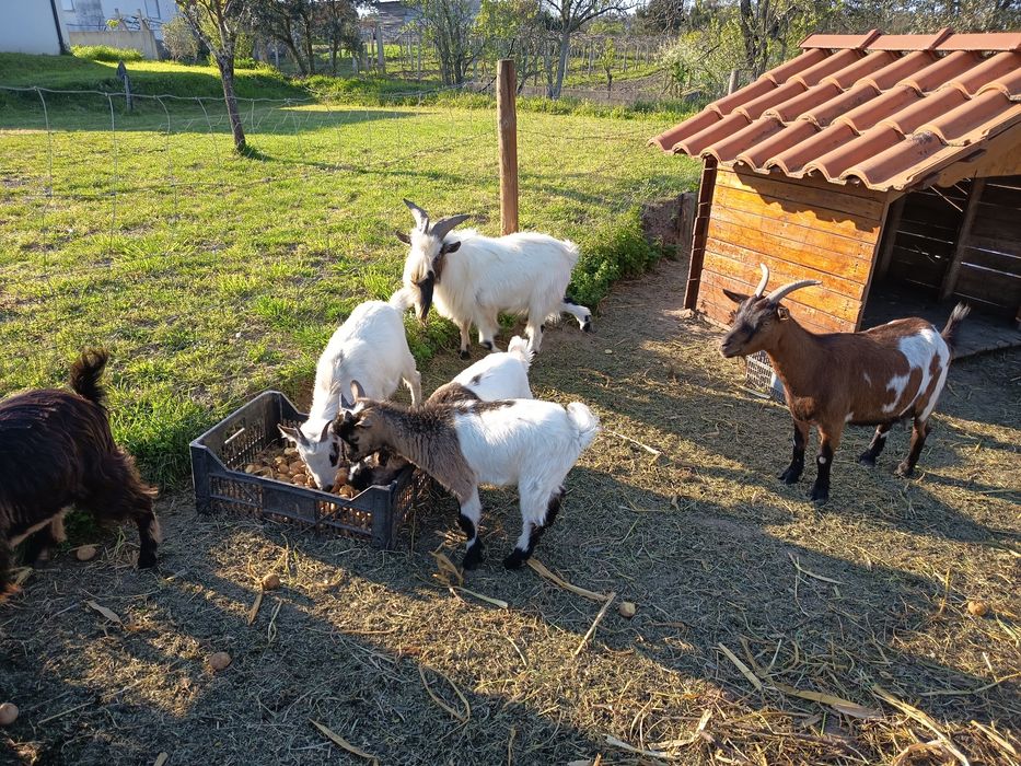 Vendo Cabrito anão