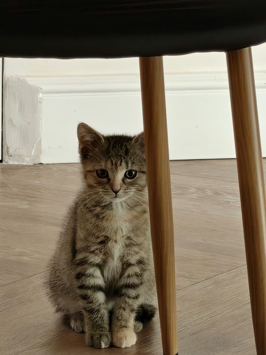 Śliczna pręgowana 3,5 miesięczna mała kotka do adopcji