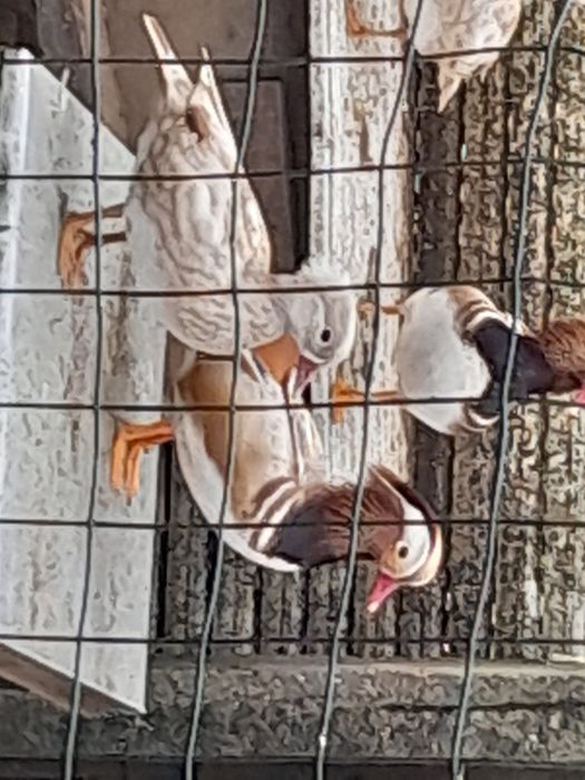 Patos mandarins, carolinos,