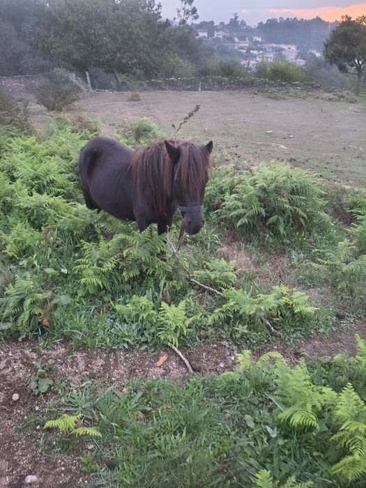 Pônei fêmea mansinha