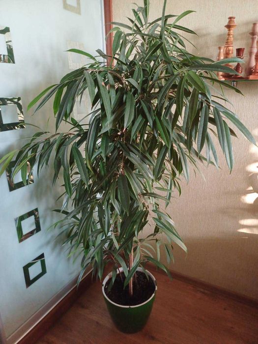 Фікус Рубігіноза Ірен Алі Амстел Кінг Голден Монік Шріверіана Міля