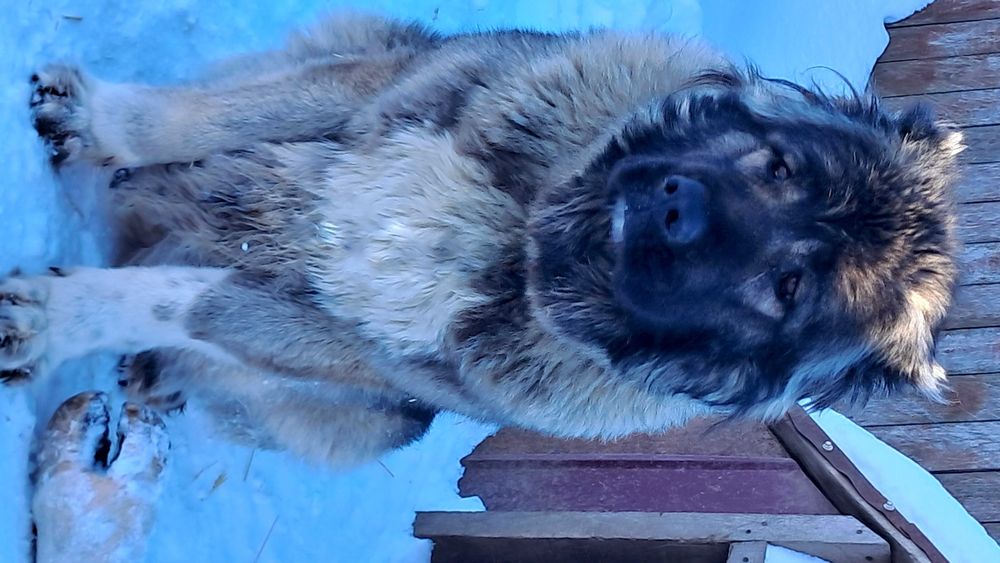 Цуценята кавказьких вівчарок