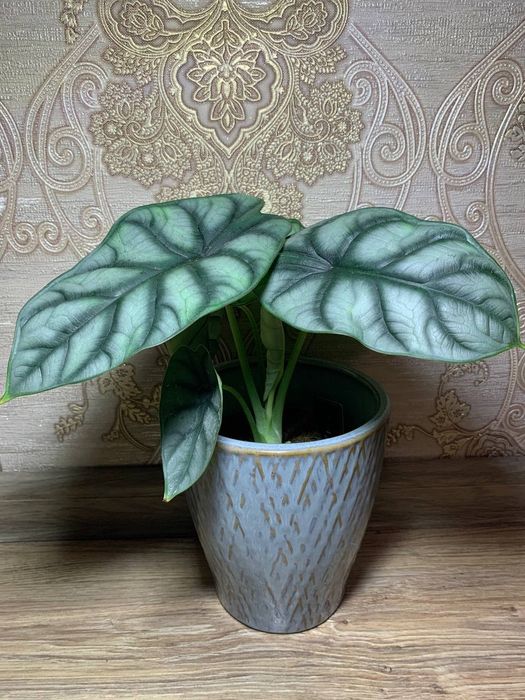 Алоказія Дракон Скайл