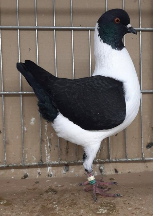 Modena niemiecka Modeny kuraki gołębie