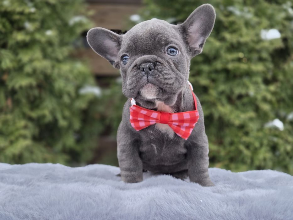 французький бульдог мила дівчинка