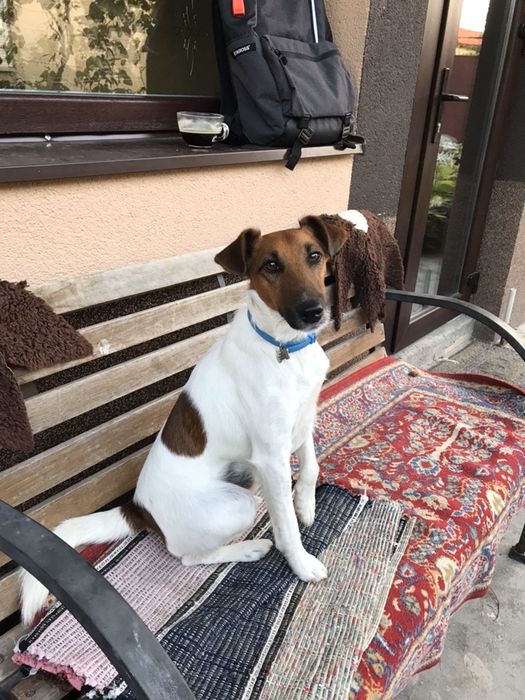 Фокстерєр. В’язка. (Не продаж)