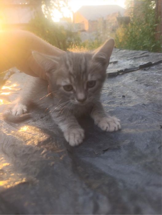 Кошенята в добрі руки