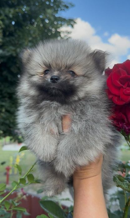 Piesek Szpic miniaturowy Pomeranian FCI- rezerw
