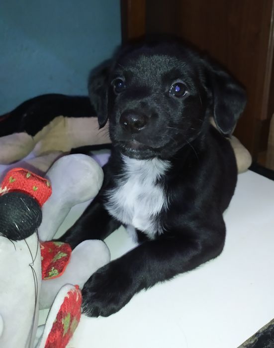 русский спаниель