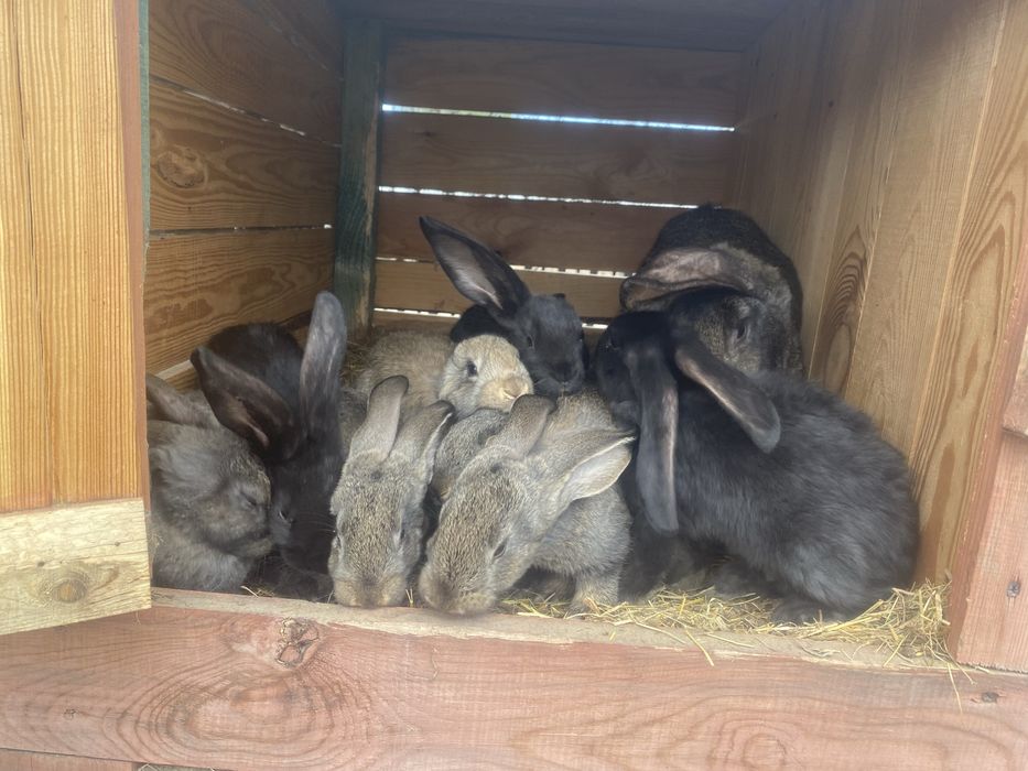 Młode króliki samce , samice