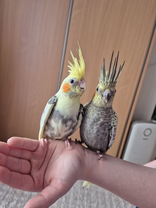 Papuga nimfa oswojona