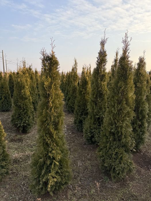 Thuja szmaragd zielona 200 cm