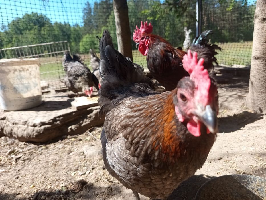 Stadko kur Marans 6 + 1 / czerwona skorupa