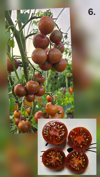 Kolekcjonerskie nasiona pomidorów