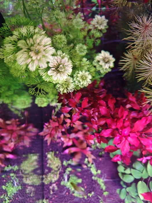 Planta aquário Ludwigia mini super red