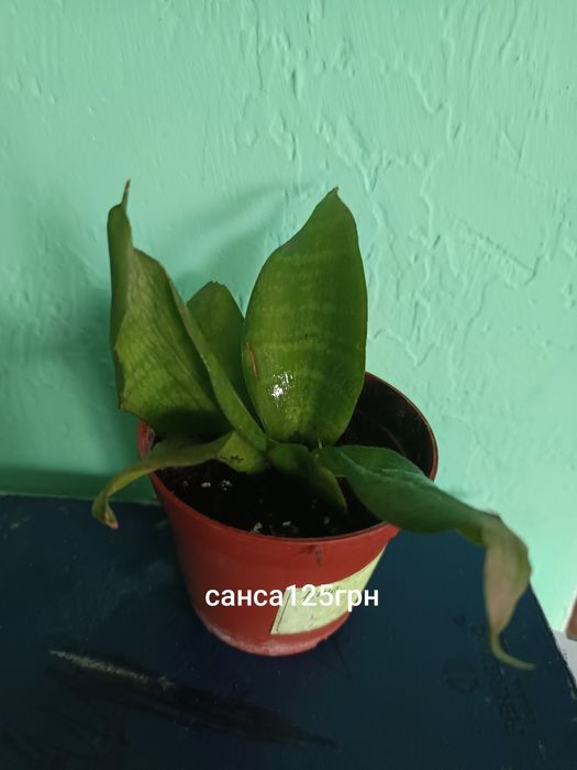 Продам кімнатні рослини