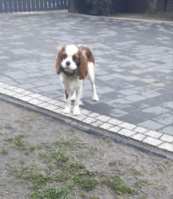 Cavapoo wesoła suczka