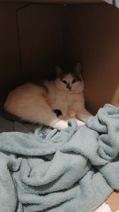 Młoda koteczka szuka domu