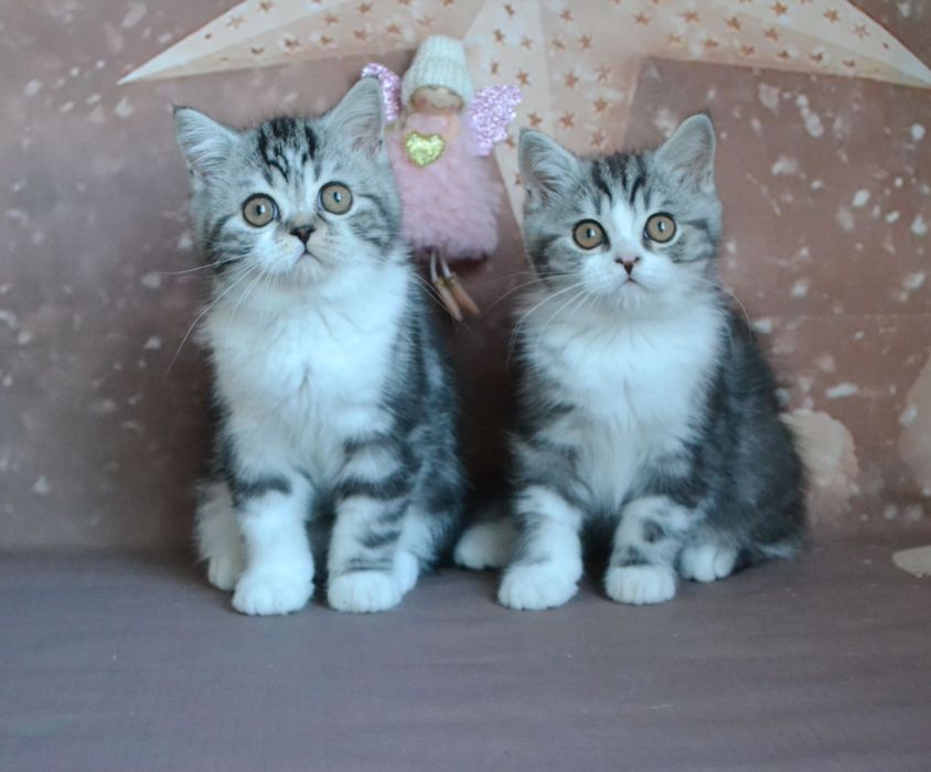 Два чемні страйта шукають дім