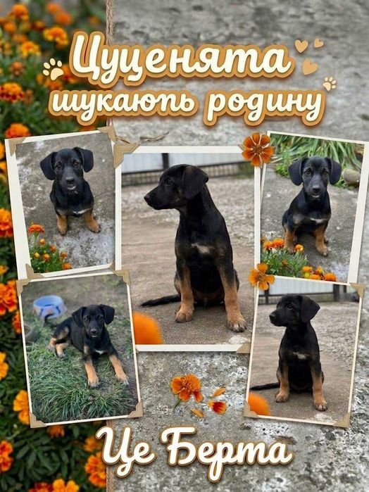 Цуценята шукають родину Дніпро