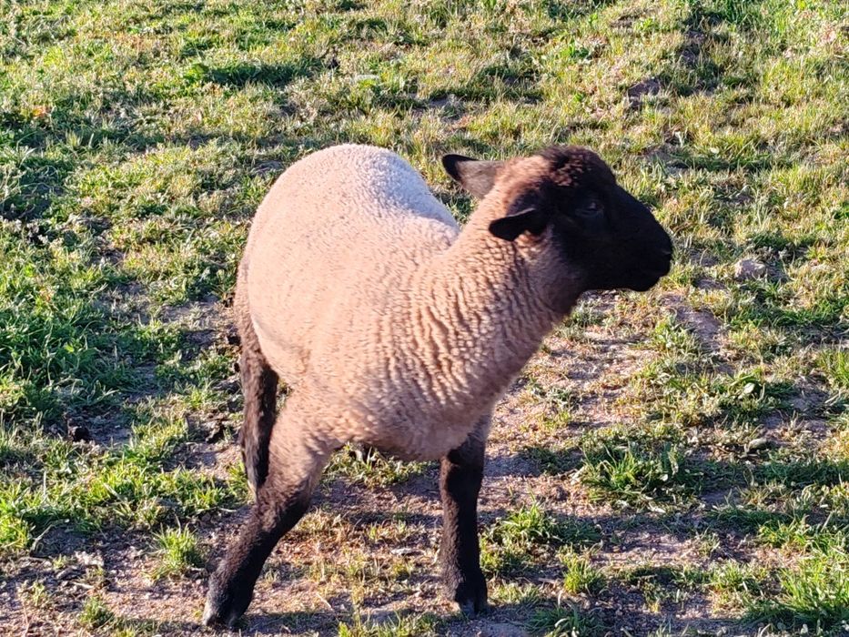 Borregos suffolk macho