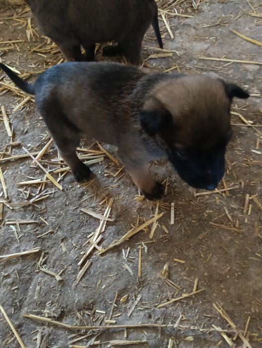 Owczarek belgijski malinois