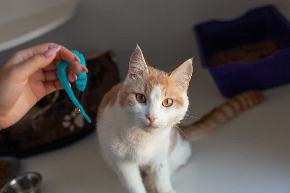 Віддам у добрі руки