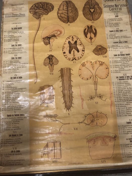 Mapa em tela do corpo humano antigo