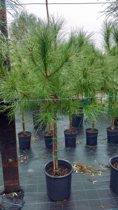 Lote 30 pinheiros mansos 1.70/1.90