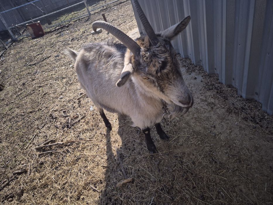 Продам дві кітні кози