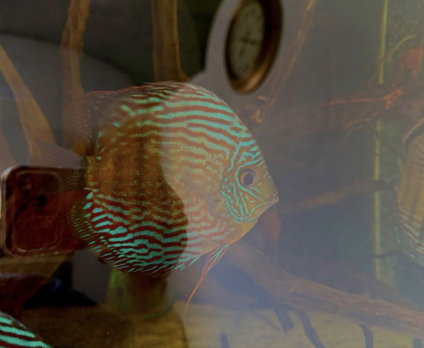 Wild Discus (Discus Selvagens)