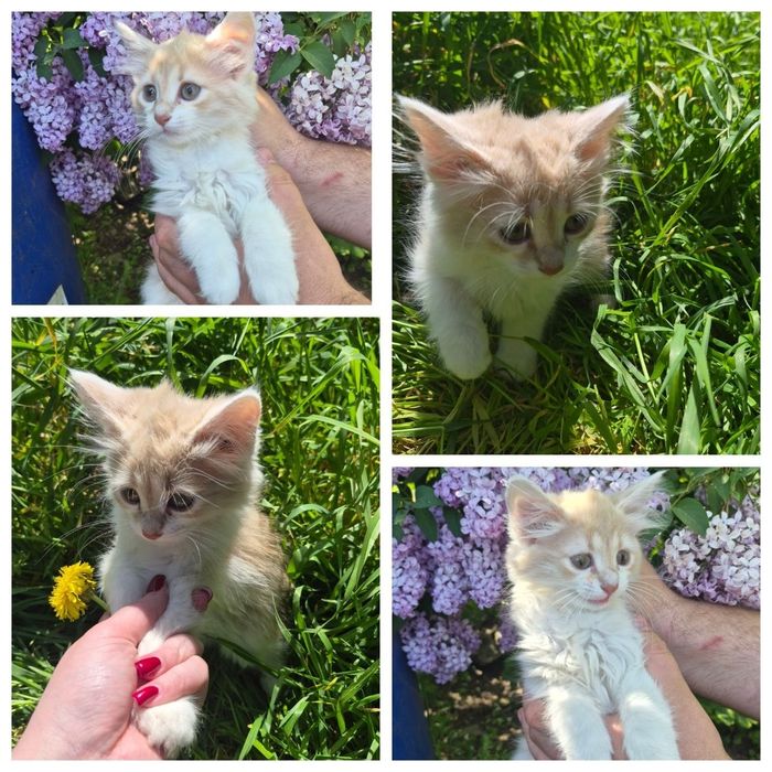 Віддам котиків 2 місяці
