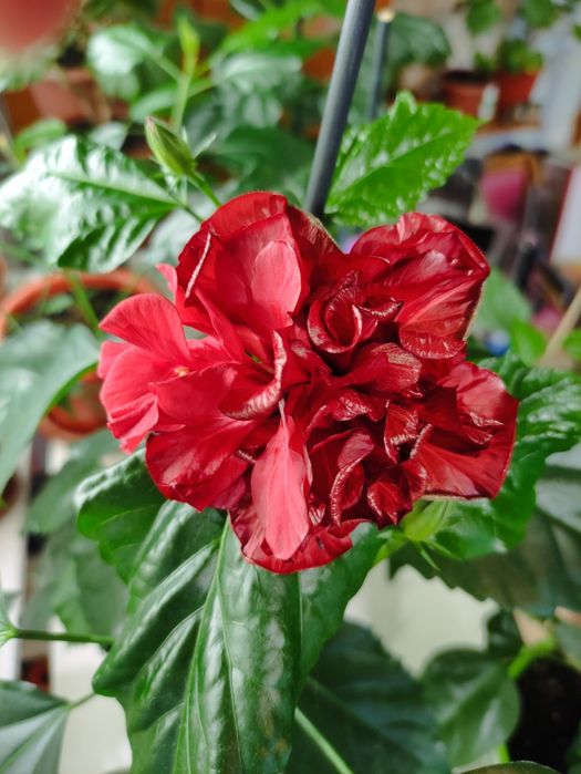 Китайская роза, гибискус