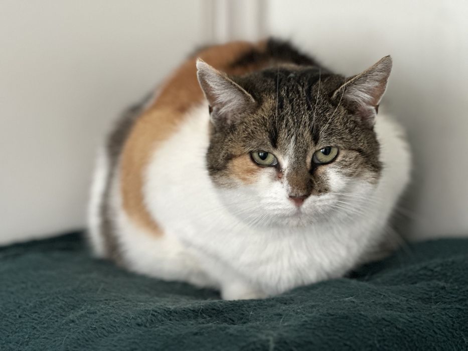 April - urocza kotka ze schroniska, ur. 2020