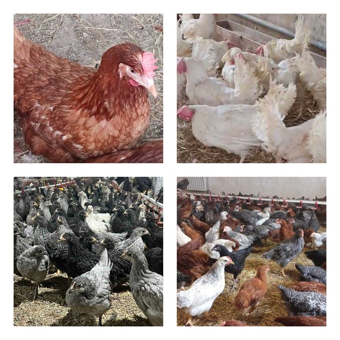 Продам кури несушки! Доставка безкоштовна. Прилуки!