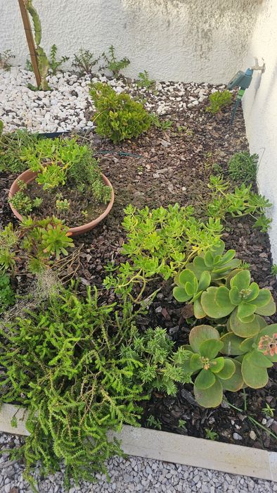 Vendo mudas de suculentas