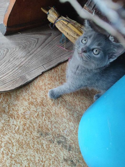 Британські котята