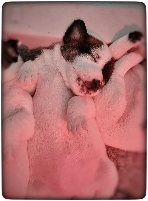 Fox Terrier de Pêlo Liso