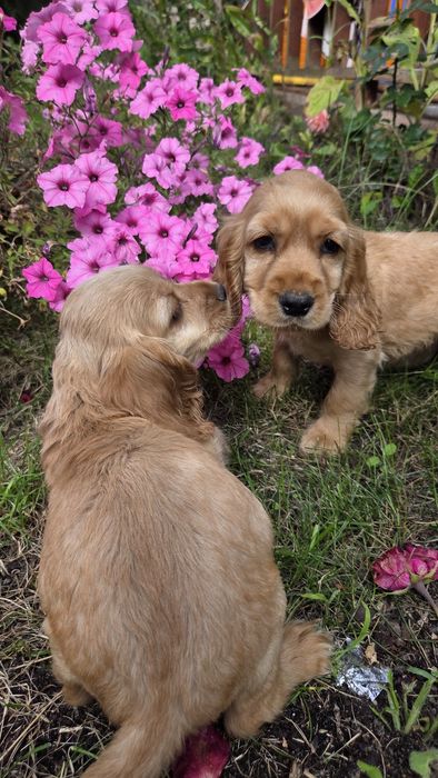 Cocker Spaniel Angielski chłopaki