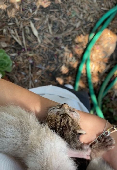 Ninhada de gatos