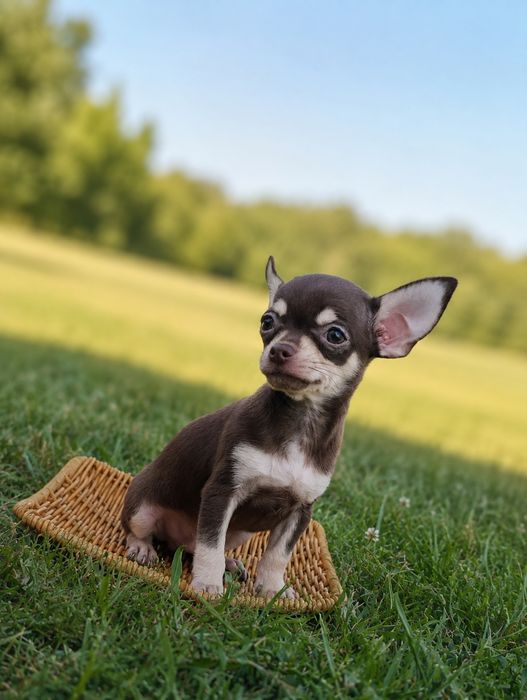 Chihuahua piesek o cudownym charakterze